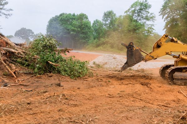Lumber Clearing