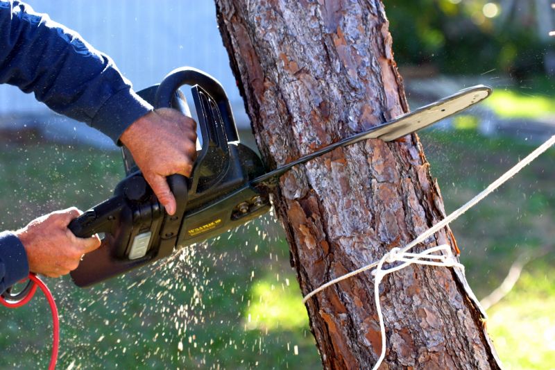 Birch Tree Removal in Duluth, MN