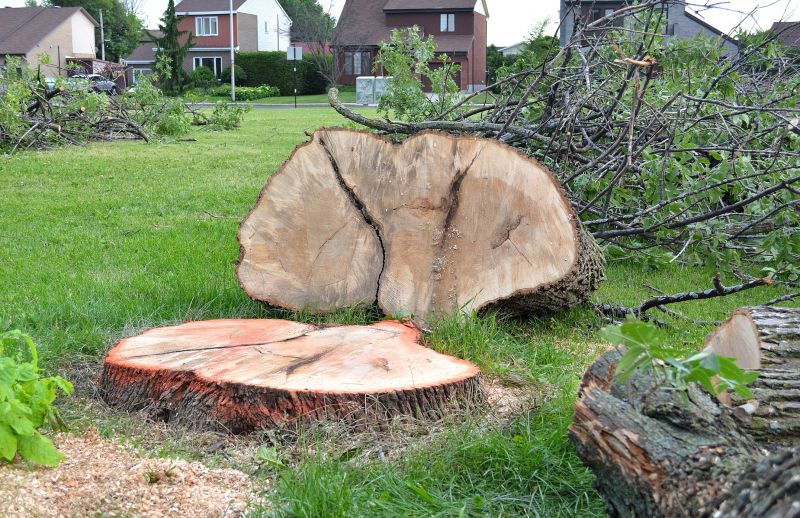 Hickory Tree Removal in Montgomery County, PA