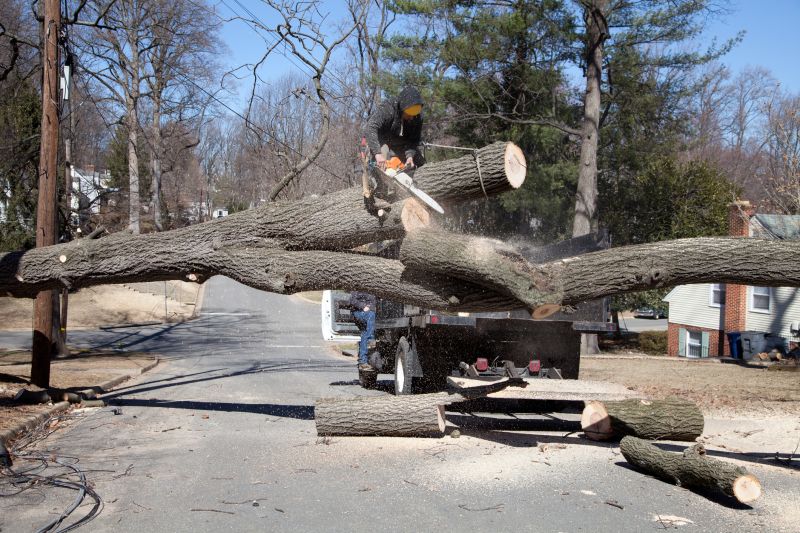 Maple Tree Removal in Duluth, MN