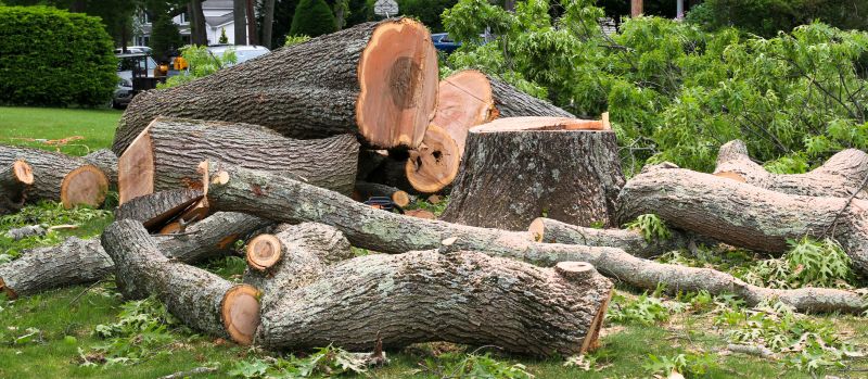 Willow Tree Removal in Doylestown, PA