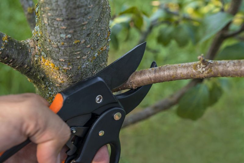 Willow Tree Removal in Duluth, MN
